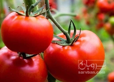 فروش گوجه فرنگی