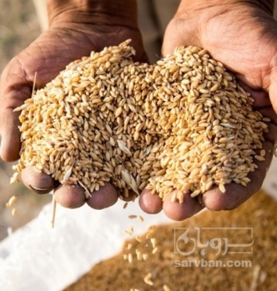 فروش گندم