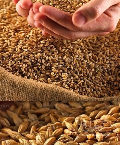فروش گندم