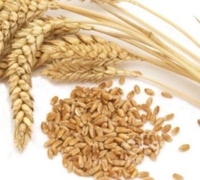 فروش گندم