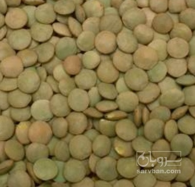 فروش عدس