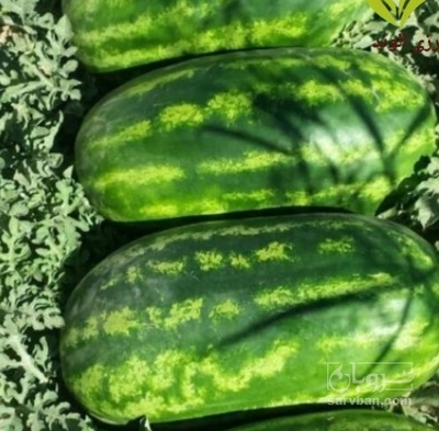 فروش هندوانه بیضی