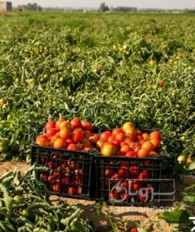 فروش گوجه فرنگی