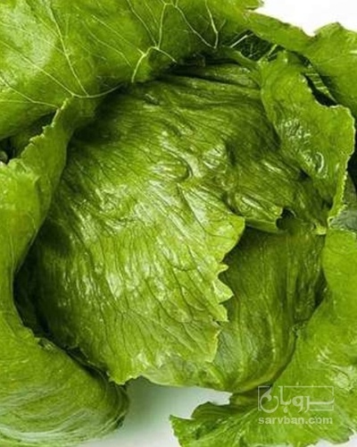 فروش کاهوایسبرگ