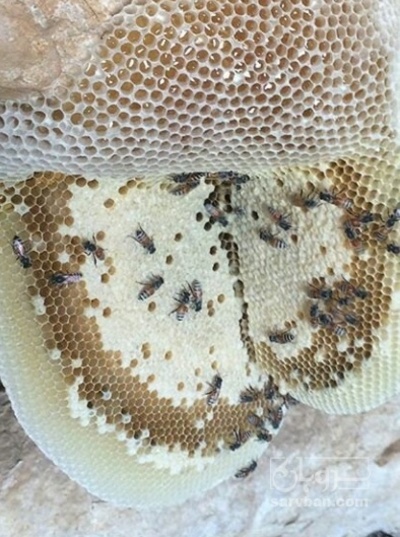 فروش عسل وحشی صخره ایی