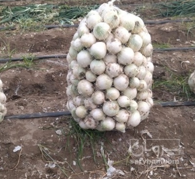 فروش پیاز سفید