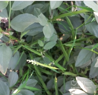 فروش باقلا تازه - باقالی - باقالا