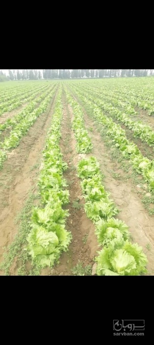 فروش کاهو ایسبرگ - آیسبرگ