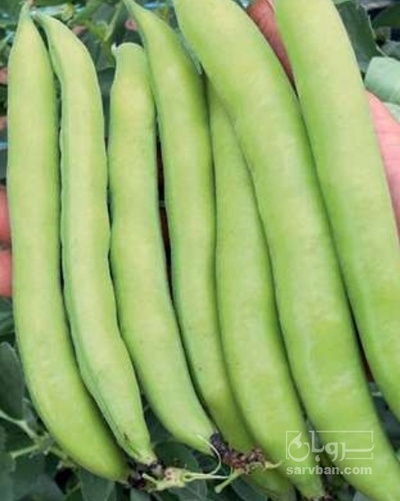 فروش باقلا تازه - باقالی - باقالا هکتاری