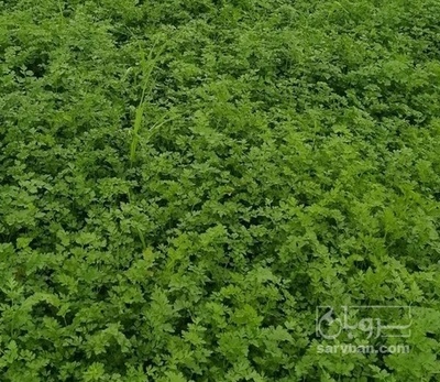 فروش جعفری تازه