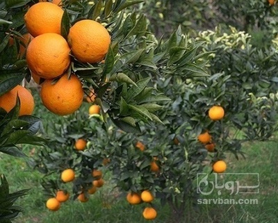 فروش پرتقال