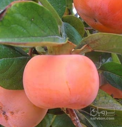 فروش خرمالو