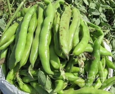 فروش باقلا تازه - باقالی - باقالا هکتاری