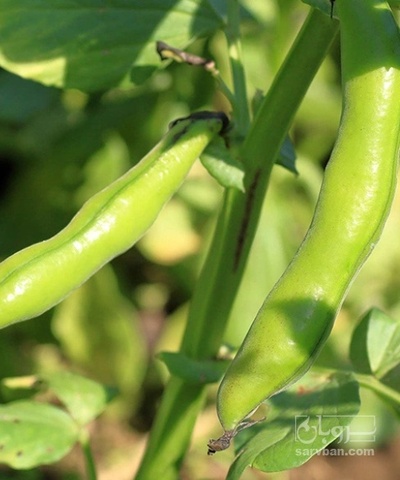 فروش باقلا تازه - باقالی - باقالا