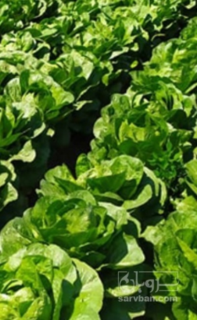 فروش کاهو ایرانی - رومانو