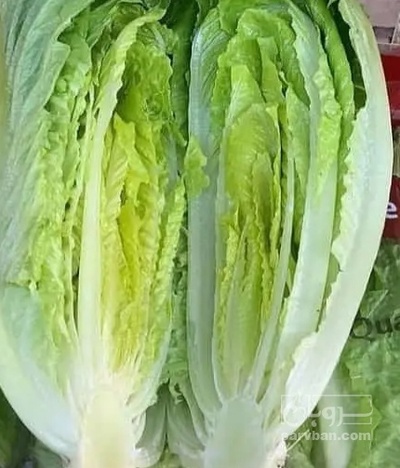 فروش کاهو ایرانی - رومانو