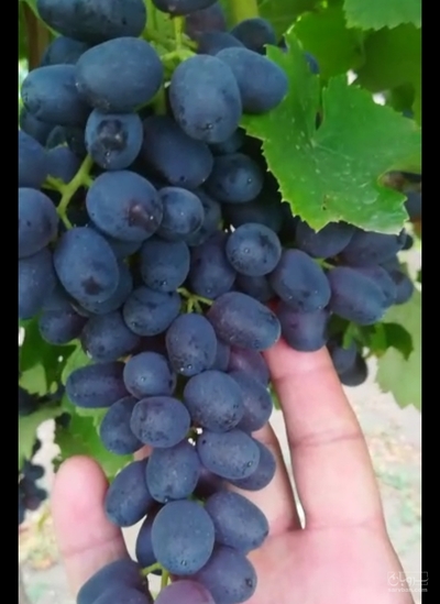 فروش انگورقرمز بی دانه