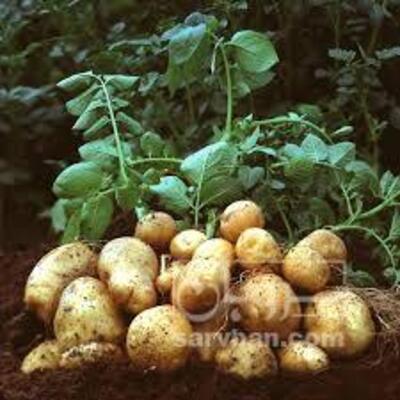 فروش سیب زمینی جلی