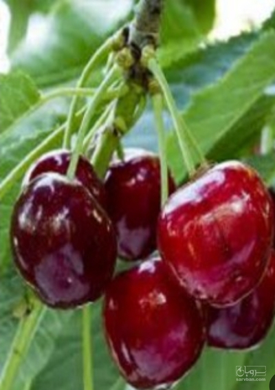 فروش گیلاس