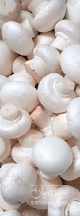 فروش قارچ دکمه ای