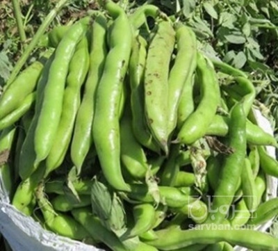 فروش باقلا تازه - باقالی - باقالا