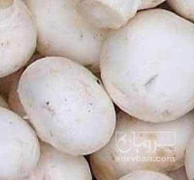 فروش قارچ دکمه ای