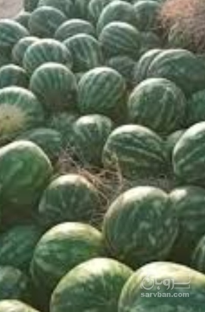 فروش هندوانه گرد