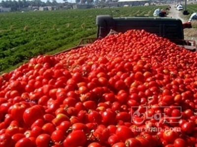 فروش گوجه فرنگی