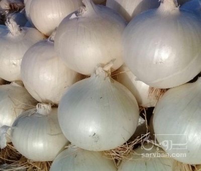 فروش پیاز سفید