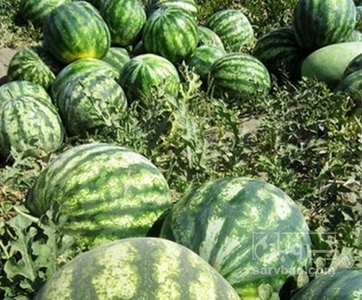 فروش هندوانه