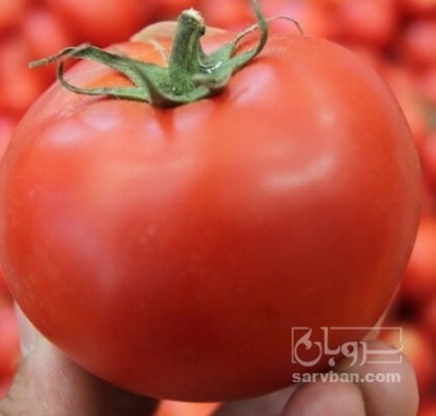 فروش گوجه فرنگی