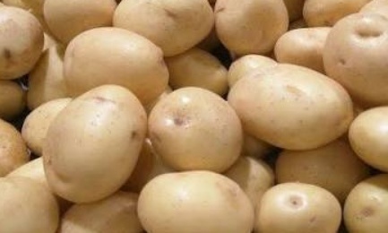 فروش سیب زمینی بامبا