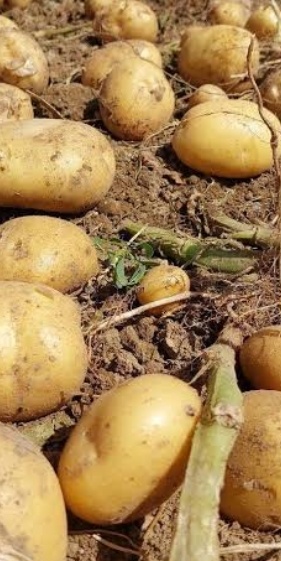 فروش سیب زمینی اسپریت