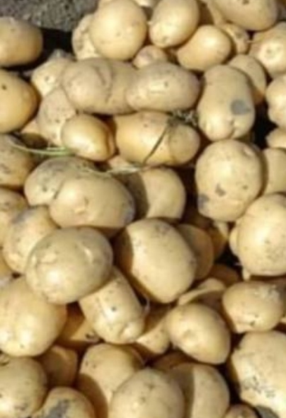 فروش سیب زمینی اگریا