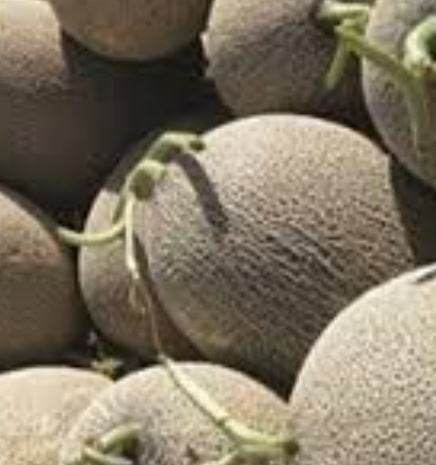 فروش خربزه گرمساری