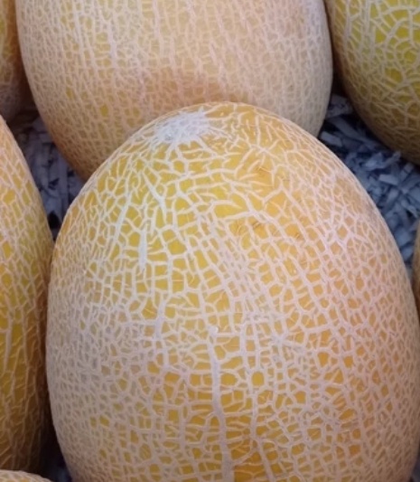 فروش خربزه ایوانکی