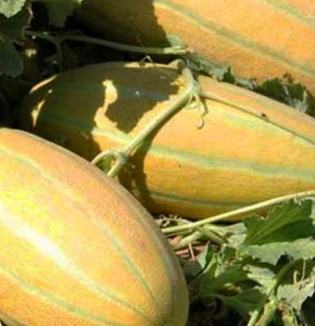 فروش خربزه مشهدی