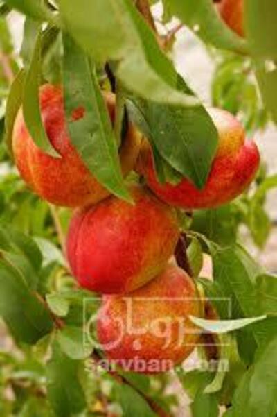 فروش شلیل