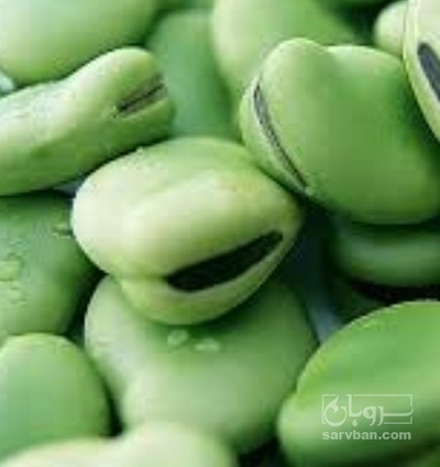 فروش باقلا تازه - باقالی - باقالا