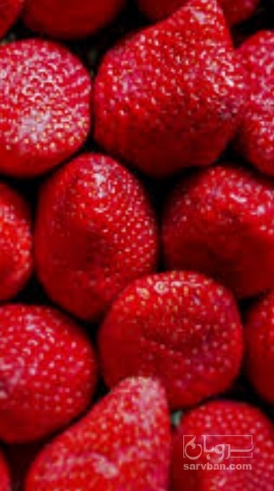فروش توت فرنگی