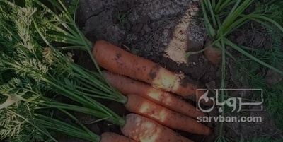 فروش هویج هکتاری