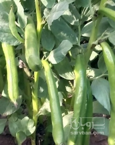 فروش باقلا تازه - باقالی - باقالا