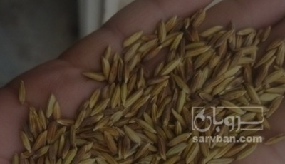 فروش برنج شلتوک