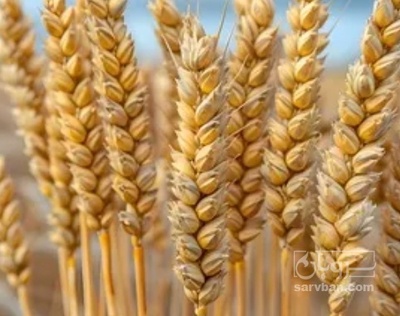 فروش گندم