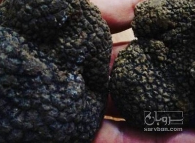 فروش قارچ ترافل سیاه