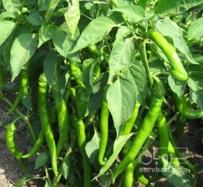 فروش فلفل قلمی