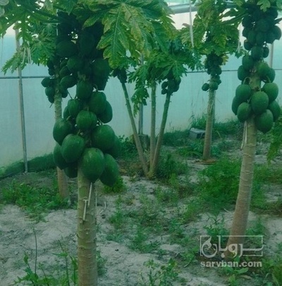 فروش پاپایا