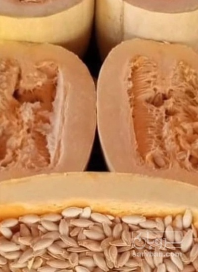 فروش کدو اجیلی