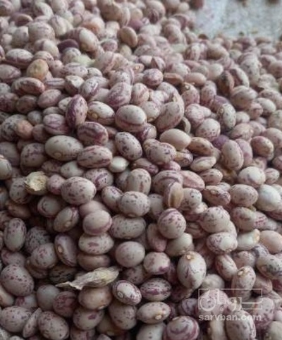 فروش لوبیا چیتی