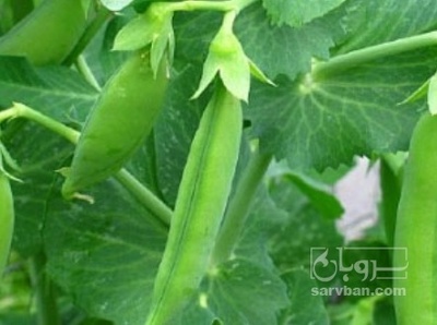 فروش نخود فرنگی متراژ